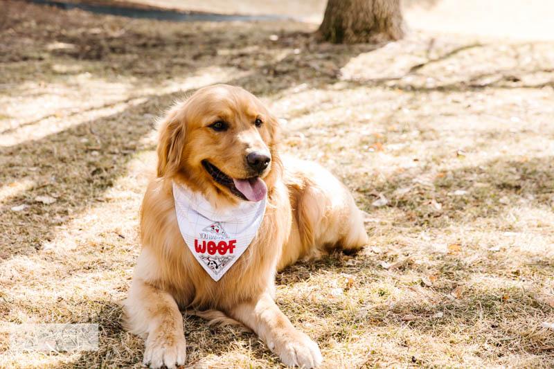 Pet Kerchief Blank Grey/White